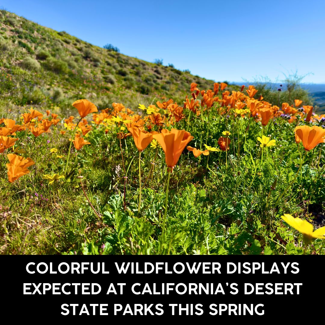 Colorful Wildflower Displays Expected at California’s Desert State Parks This Spring